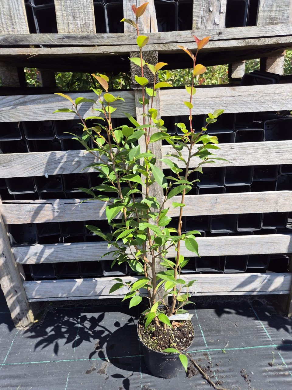 Camelia Spring Festival ca. 100 cm hoog