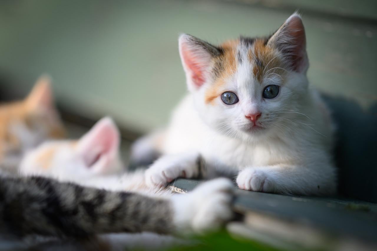Lieve en mooie kittens