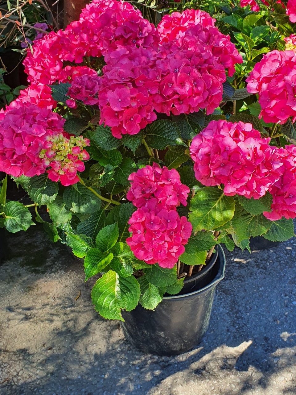 Planten