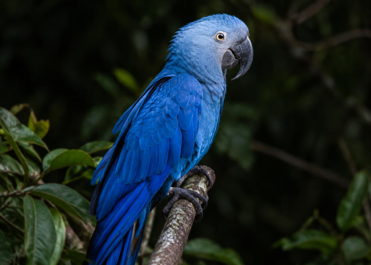 Spix' ara magneet – dierenverzamelitem