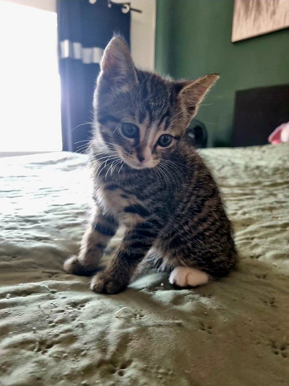 Zie jij die lieve tijger in mij (kitten)