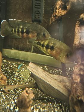 Cichlidens