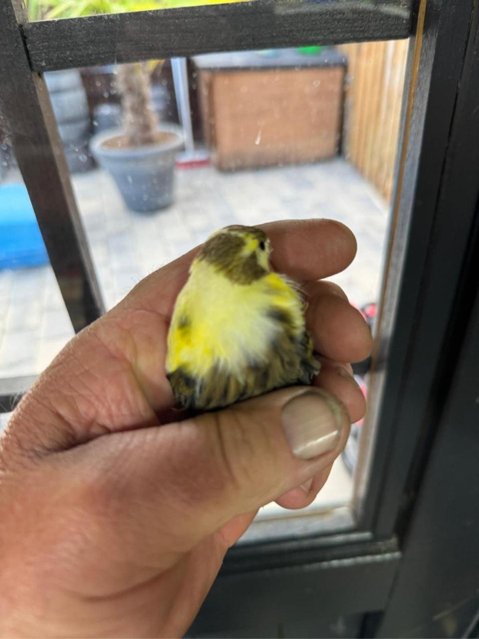 Te koop kanarie (koppeltje)