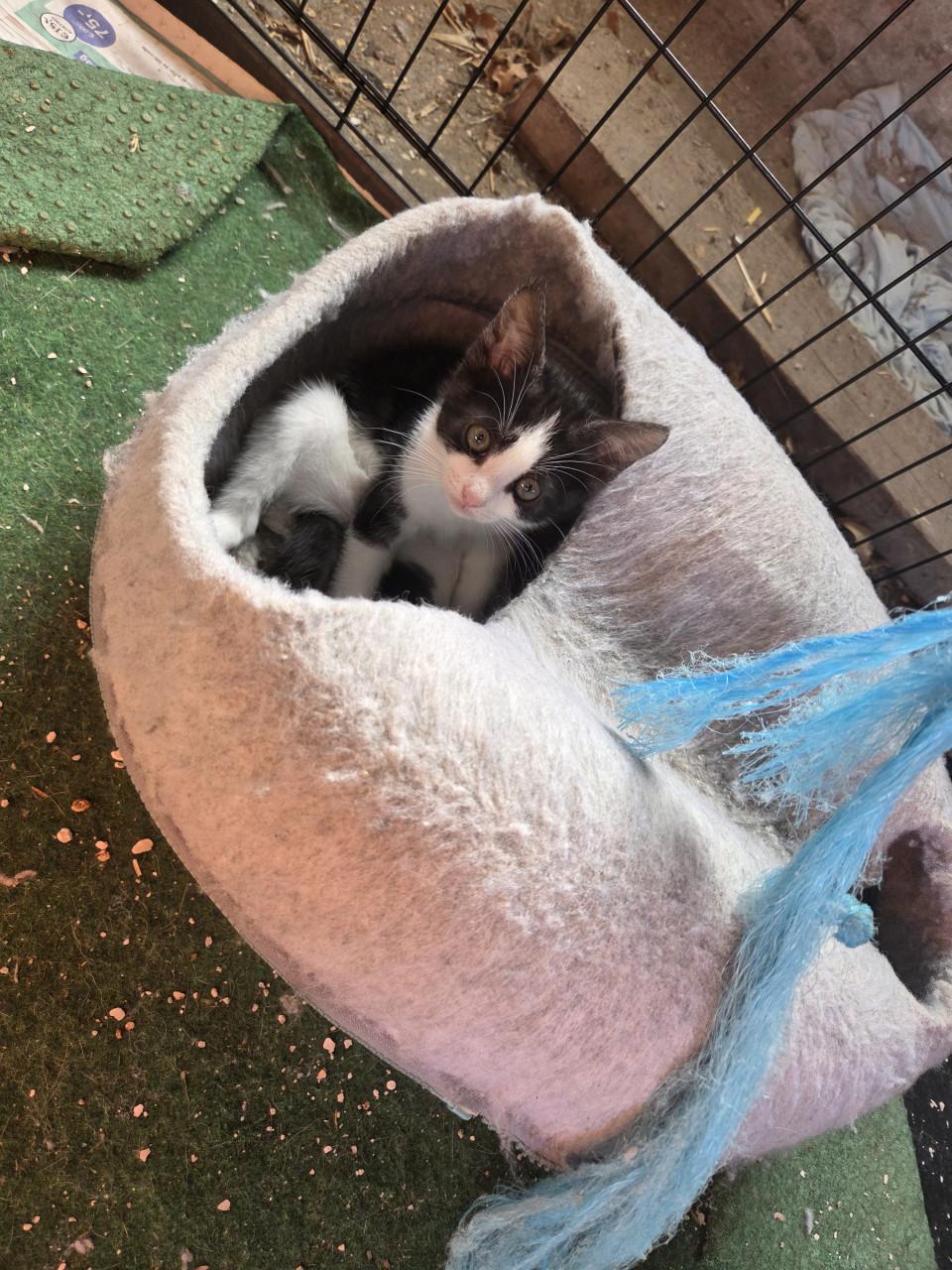 Kittens