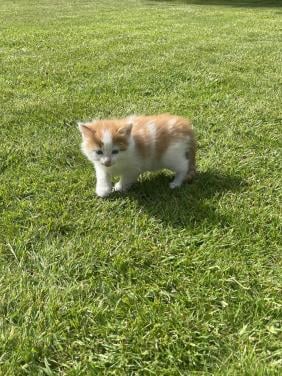 Kitten