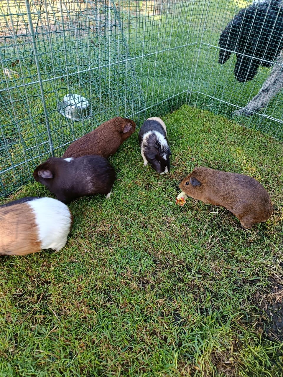 Cavia's te koop 5 zeugjes 2 beertjes