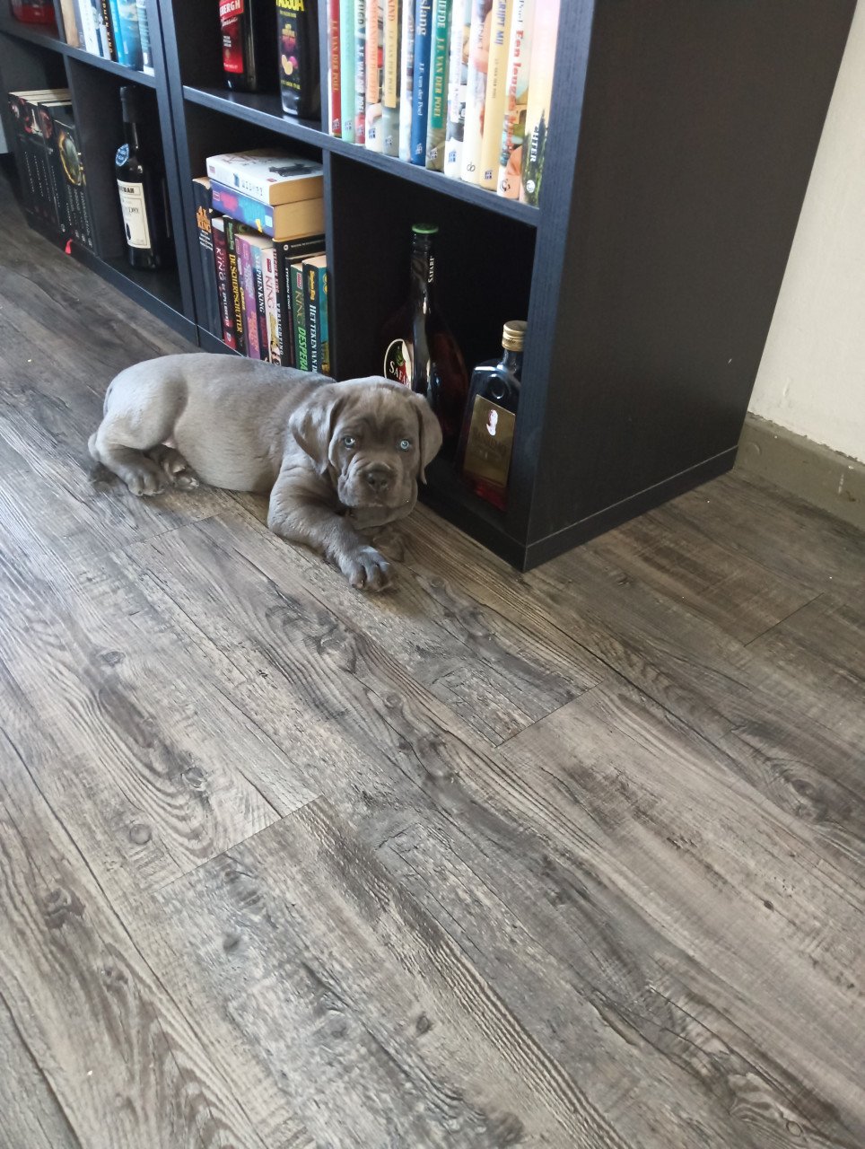 Cane Corso