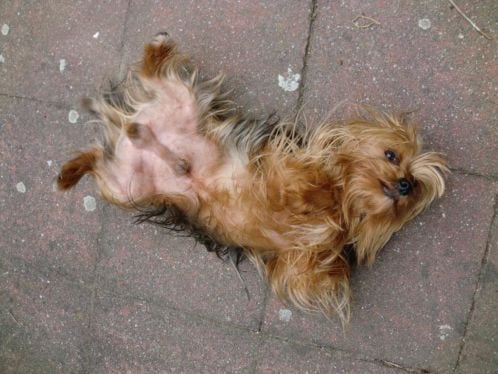 Pup teefje Yorkshire Terrier ruim 8 weken oud mag nu weg