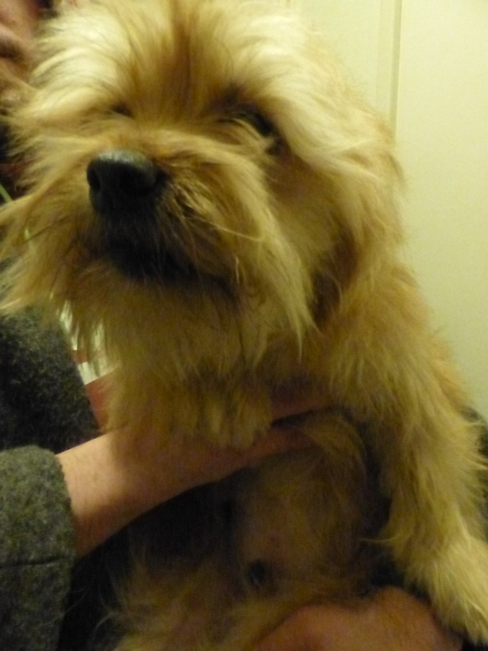 2 pups reutjes moeder Maltezer vader Yorkshire Terrier GEZOND SPEELS LIEF