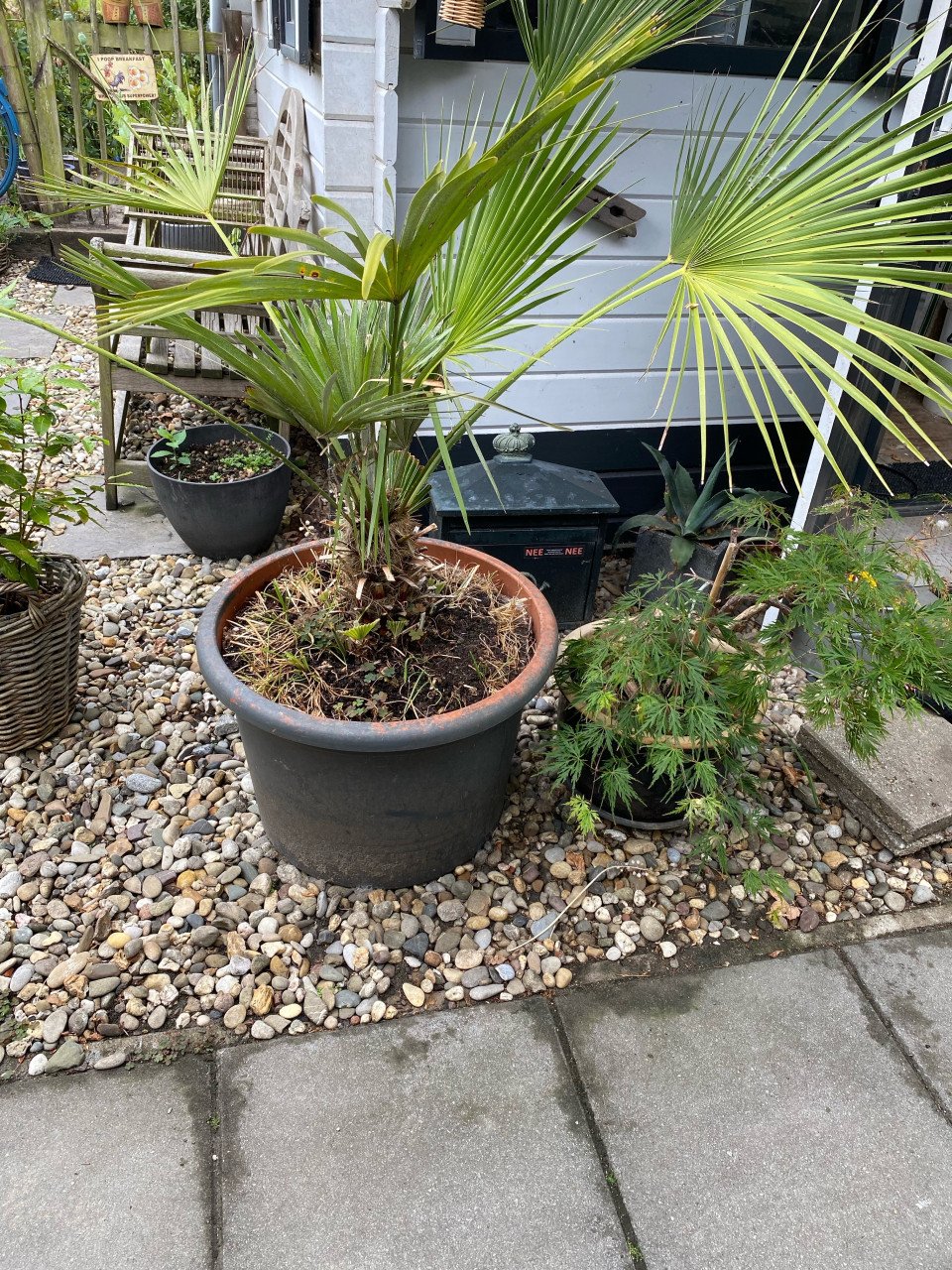 Mooie palm in pot, 150 cm