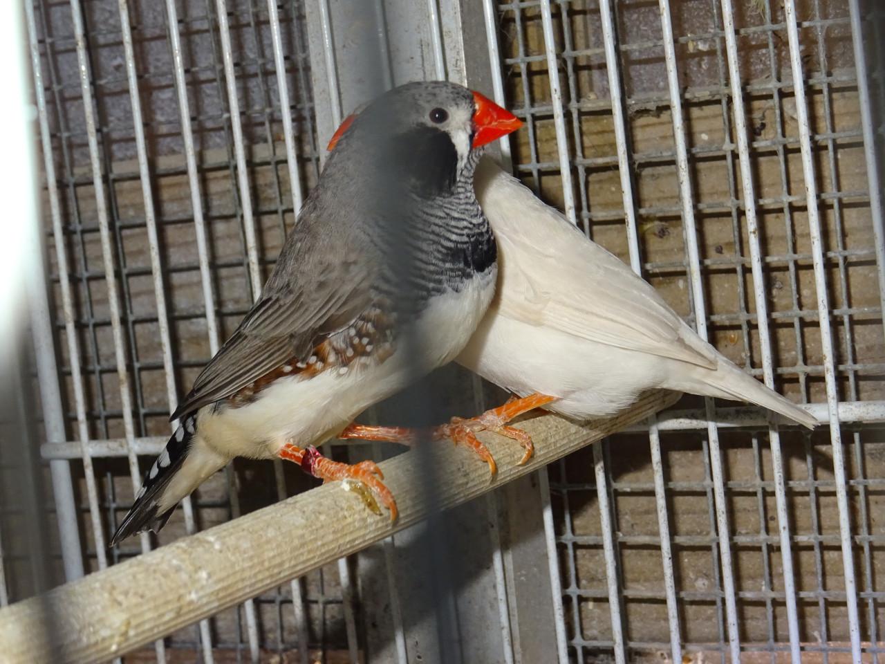 Te koop mooie wat grotere overjarige witte zebravinken