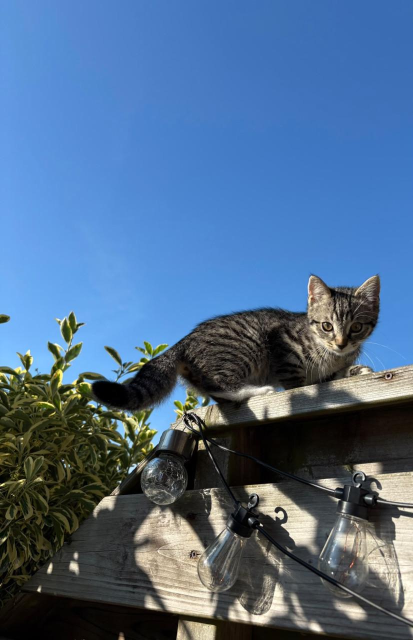Super lieve kittens
