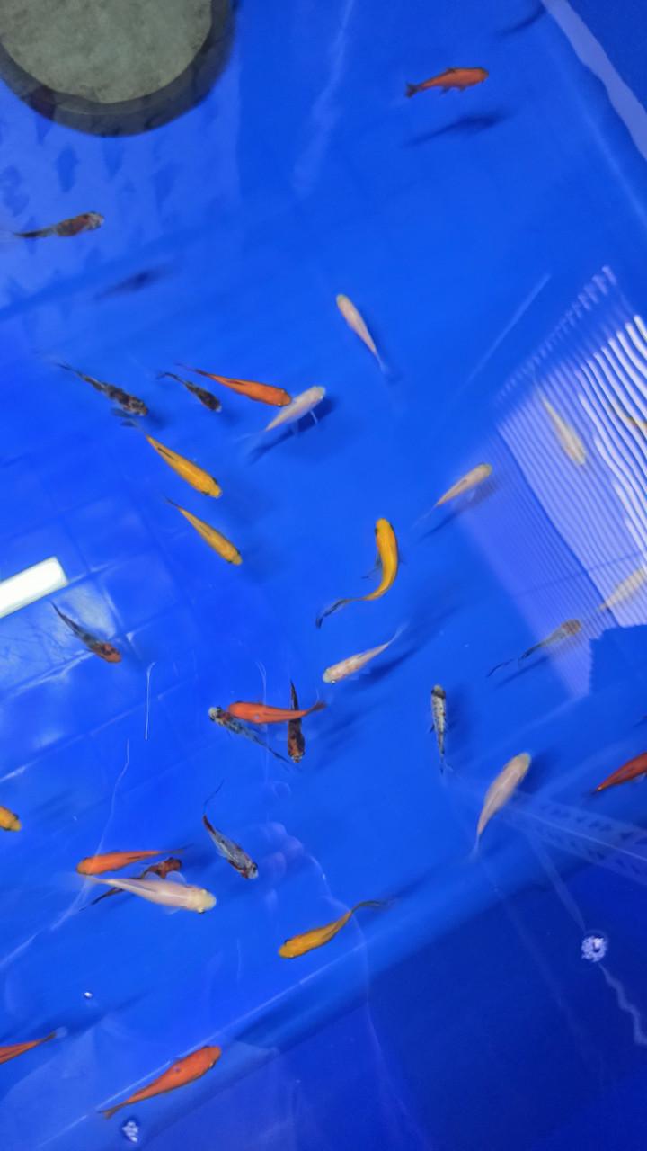 Leuke koi voor weining