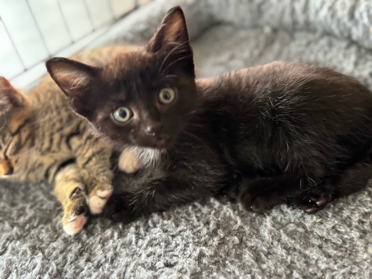 Kittens poesje en twee katertjes x bengaal