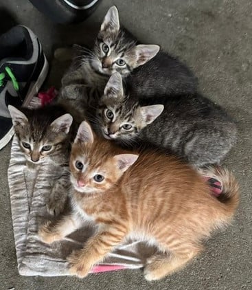 Lieve Kittens (alle 3 gereserveerd)