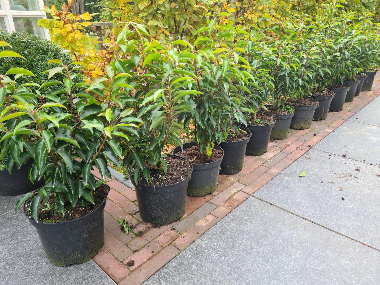Portugese laurier haagplanten ca. 50 cm