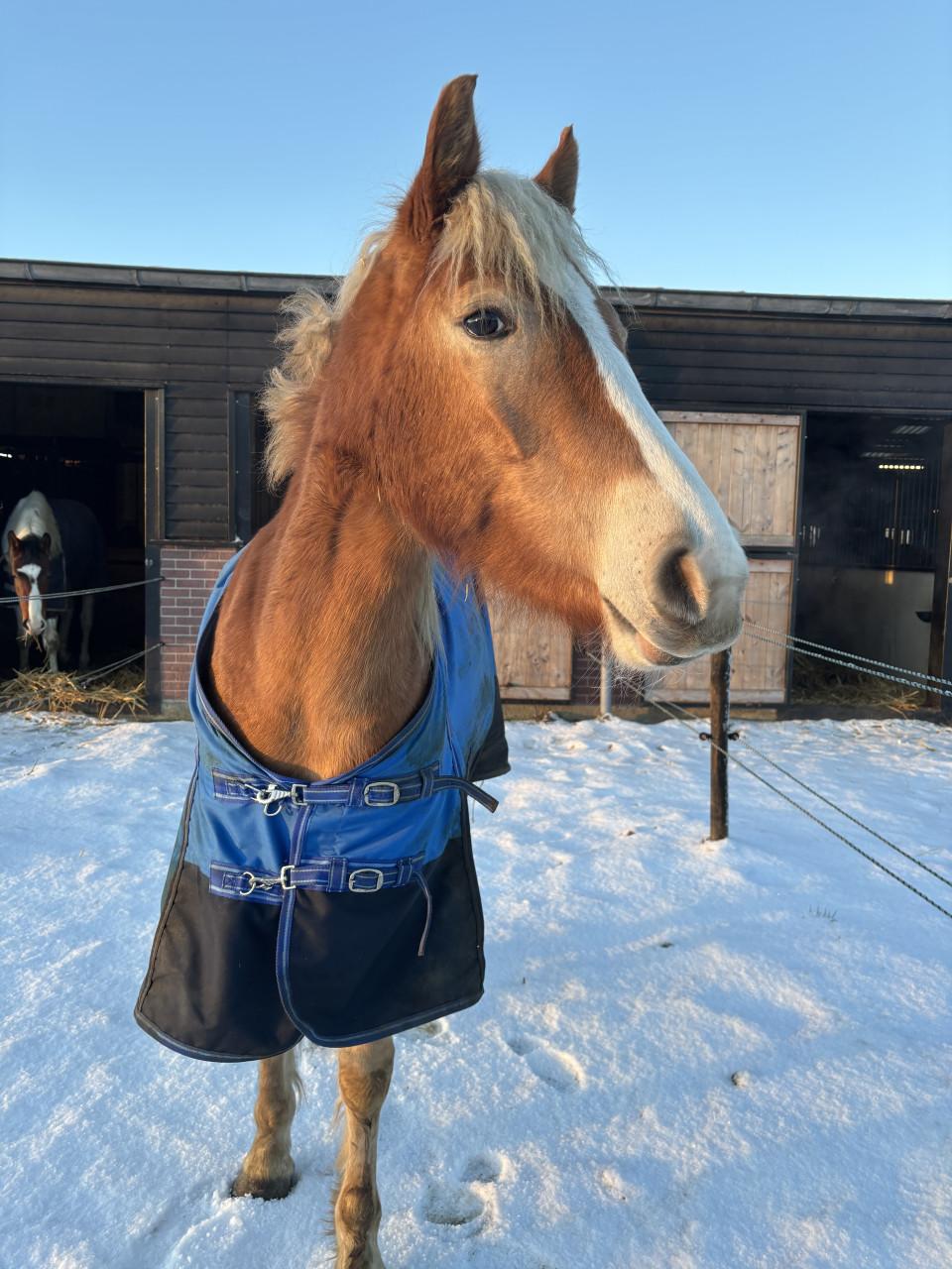 Haflinger merrie te koop