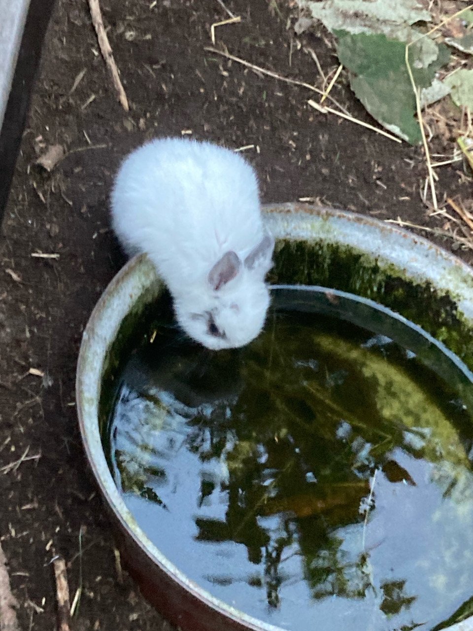 Lieve konijntjes