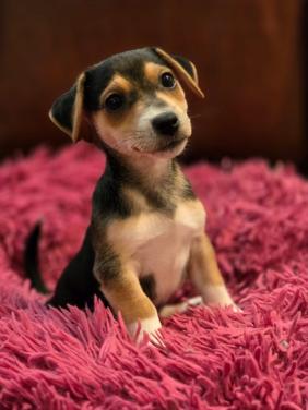 Prachtige Jack Russell puppies