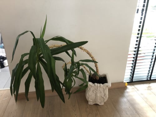 Plant incl. Pot