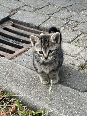DEZE LIEVE KITTENS ZOEKEN EEN HUISJE