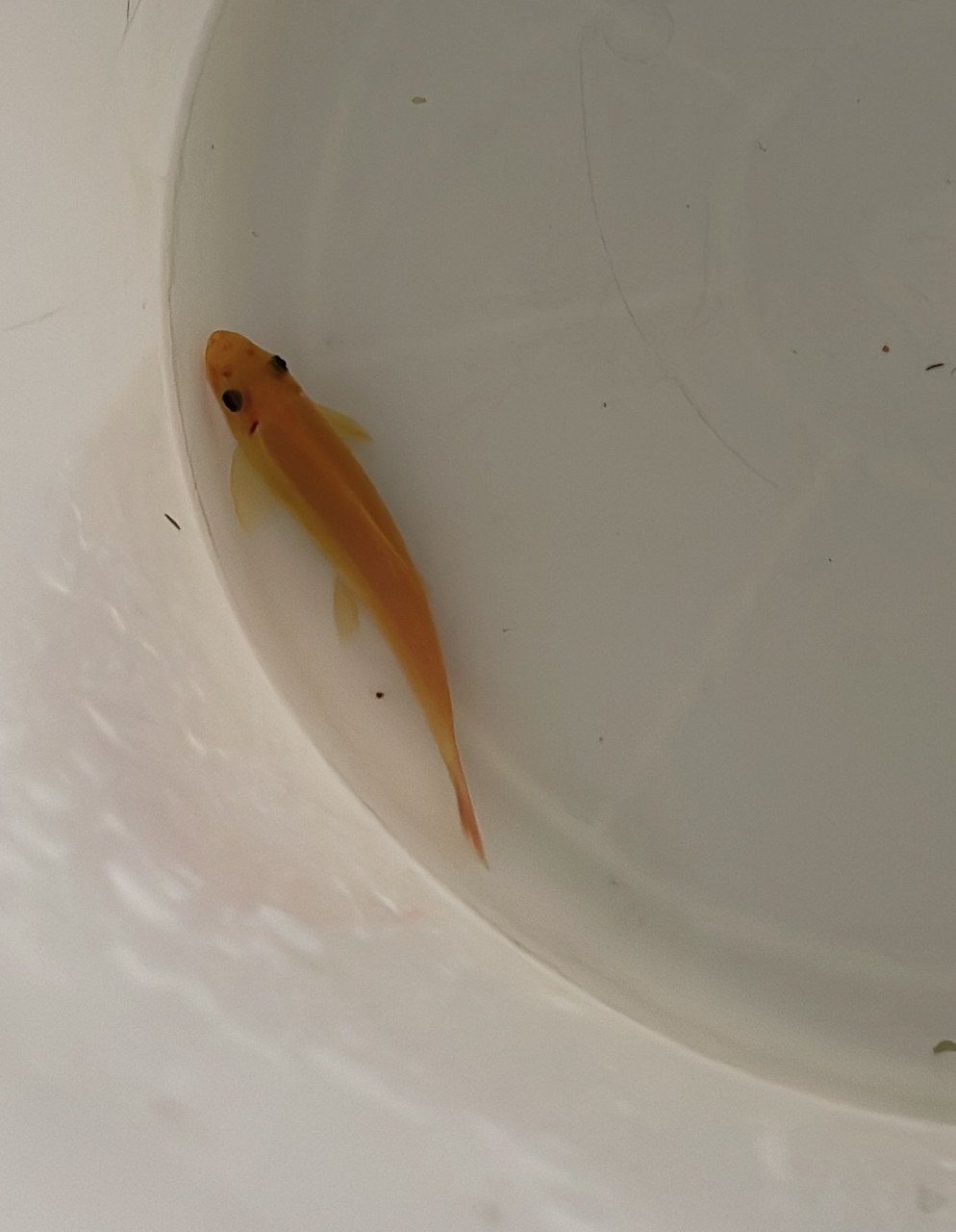 Gouden Siamese algeneter.