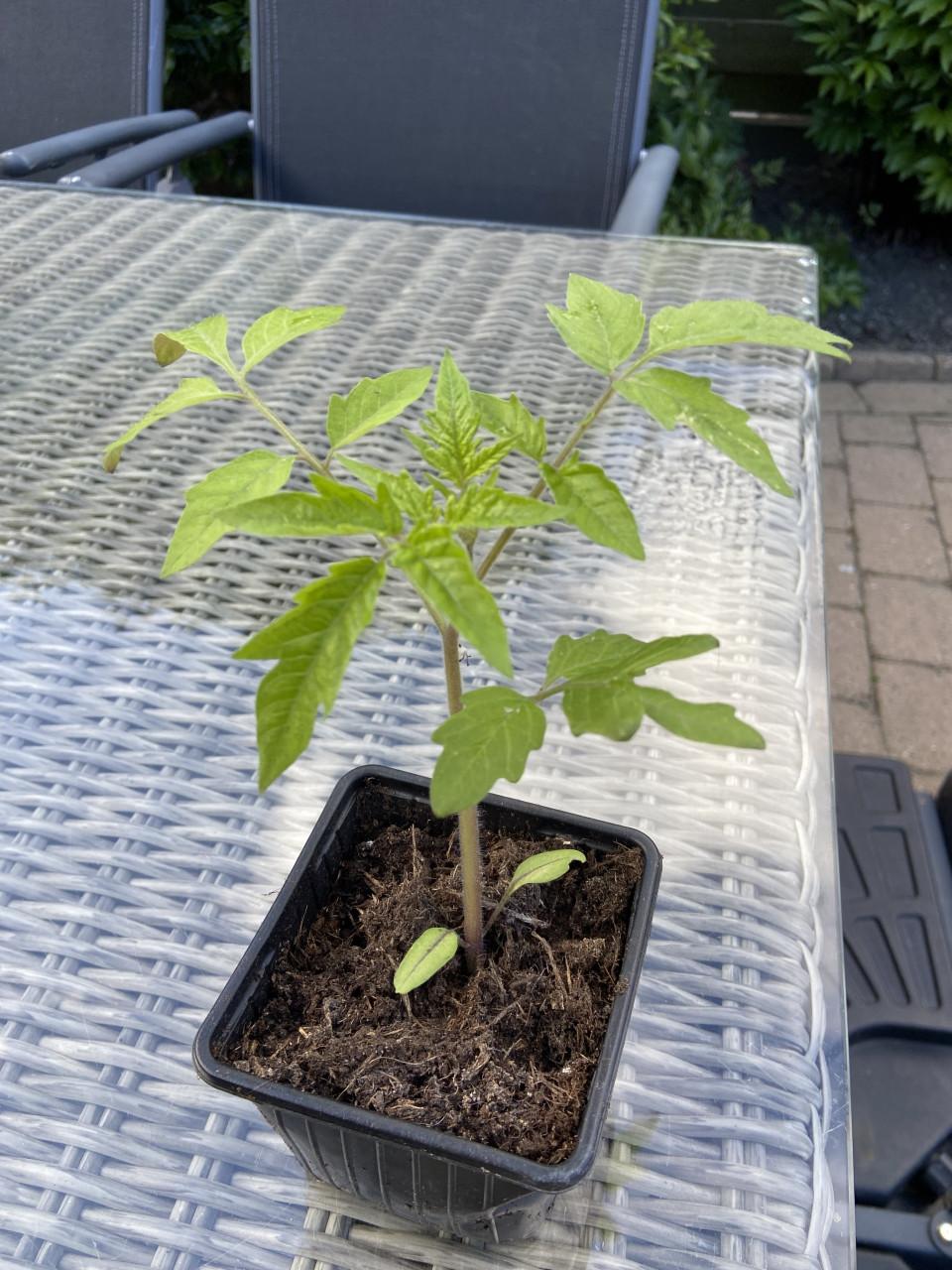 15 gewone tomatenplantjes