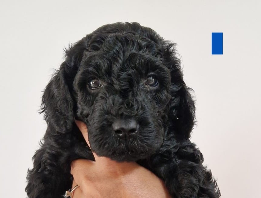 Lieve Australian Labradoodle pups zoeken hun gouden mandje!