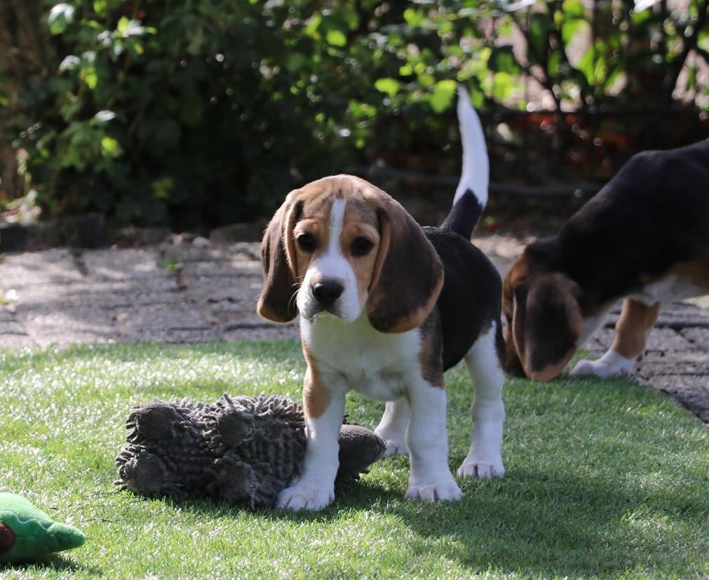Beagle pups