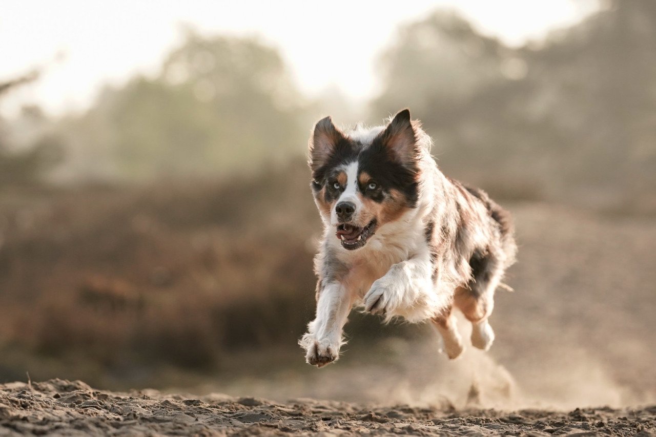 Nieuw huisje voor onze hond
