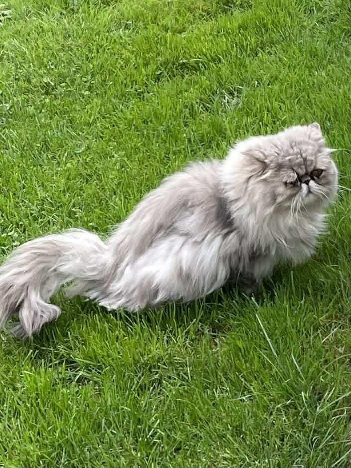 Perzische bleu shaded golden kater