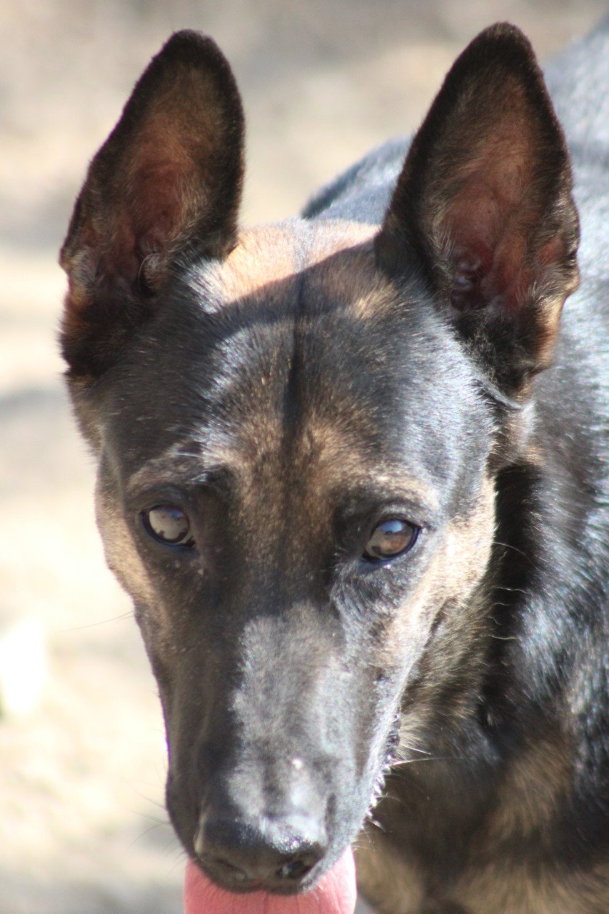 Alora Dog Rescue: Leo wacht al zo lang