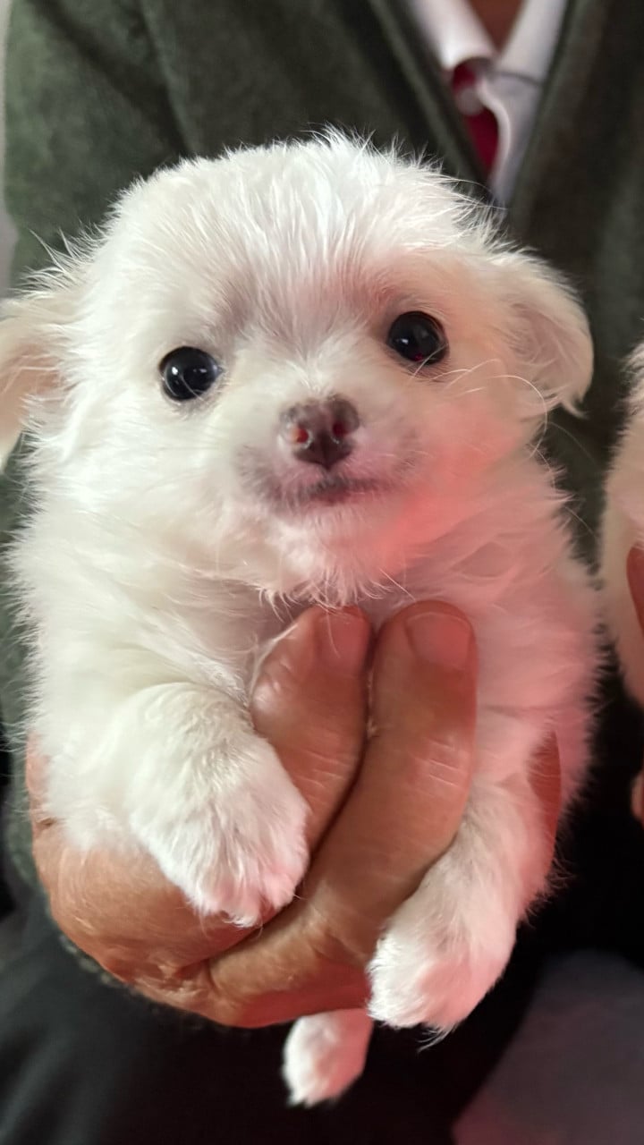 Chihuahua puppies
