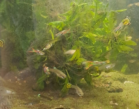 Guppy,  guppen