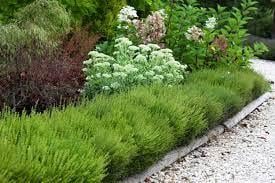 Struikkamperfoelie, stekken