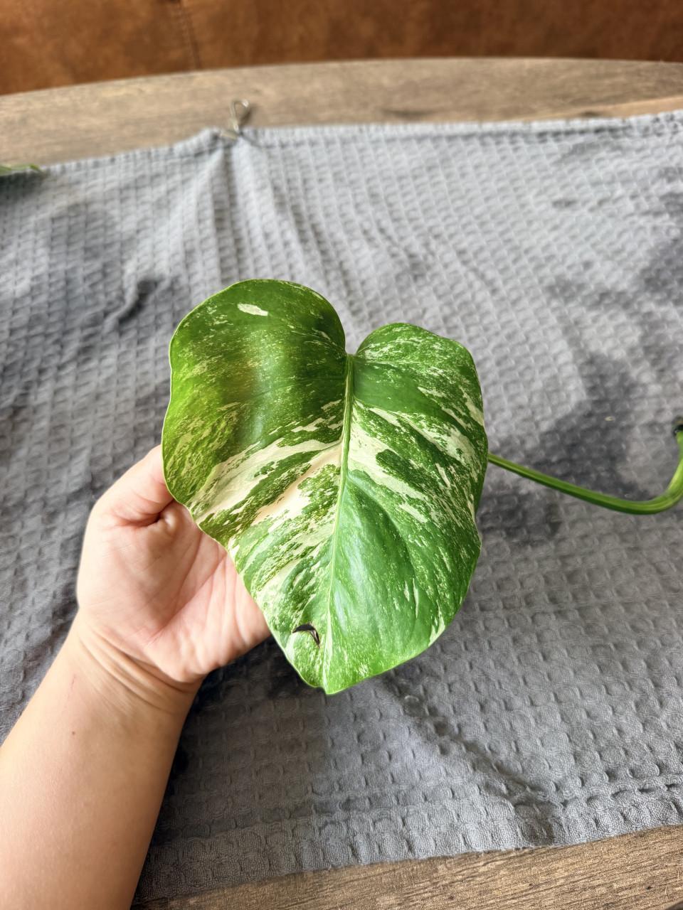 Monstera Deliciosa Variegata stekjes goed geworteld