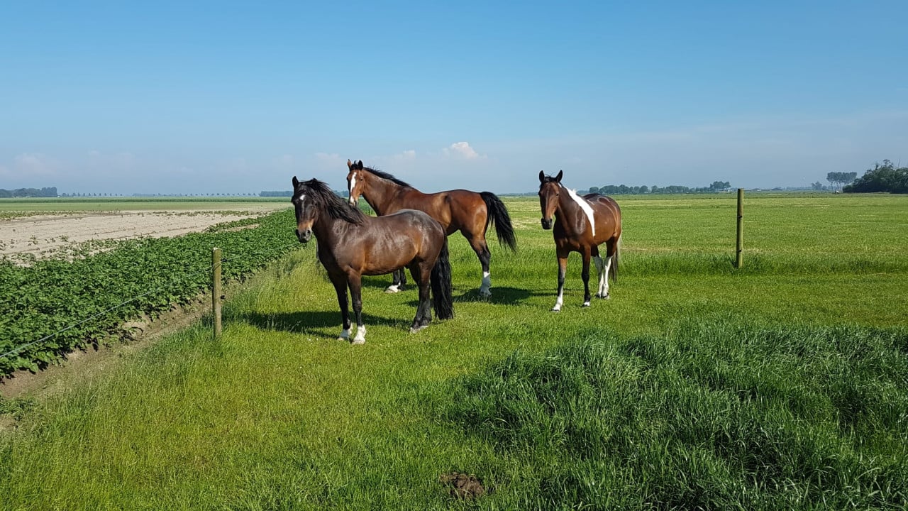 Recreatie pony te koop
