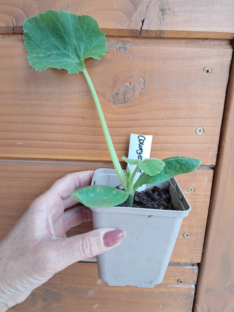 Courgette, komkommer en snackkomkommer planten