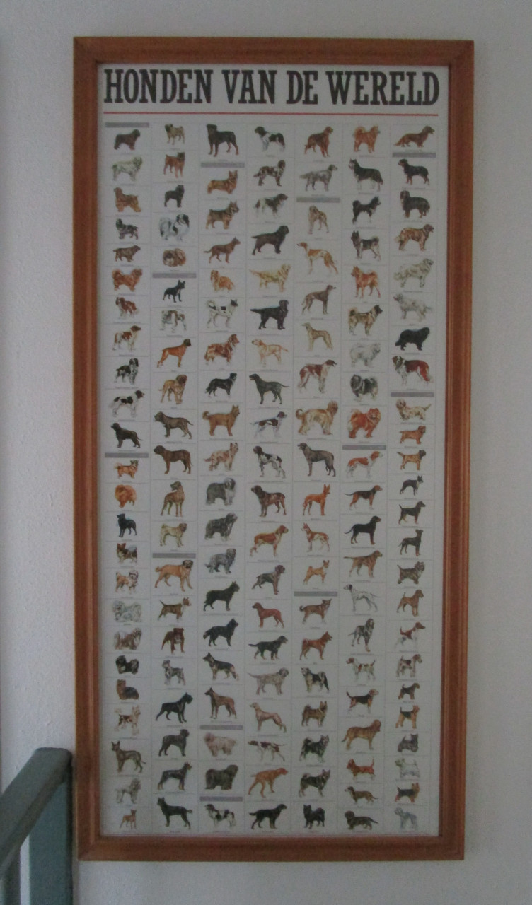 Poster Honden van de wereld in gelijst achter ondspiegeld glas.