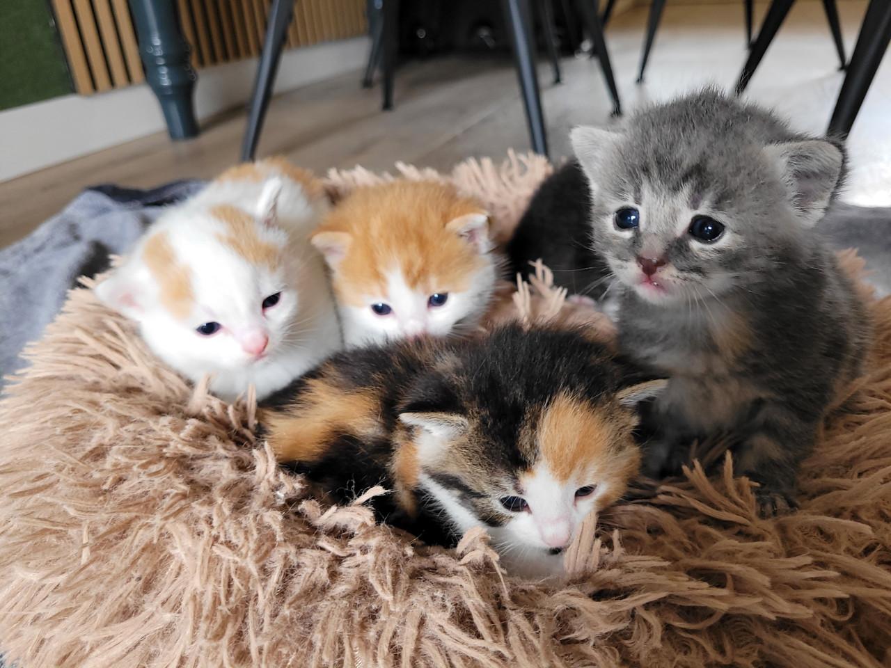 5 Kittens