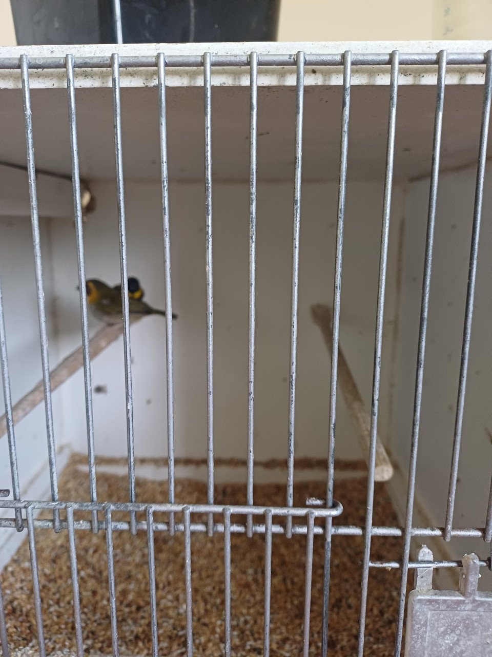Volière vogels