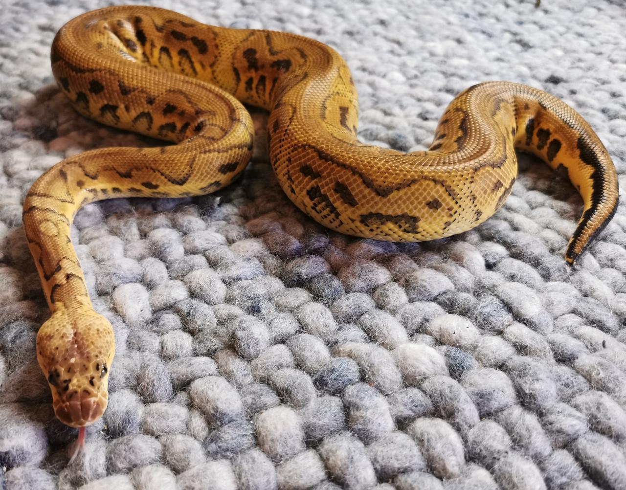 Clown Pastel Koningspython