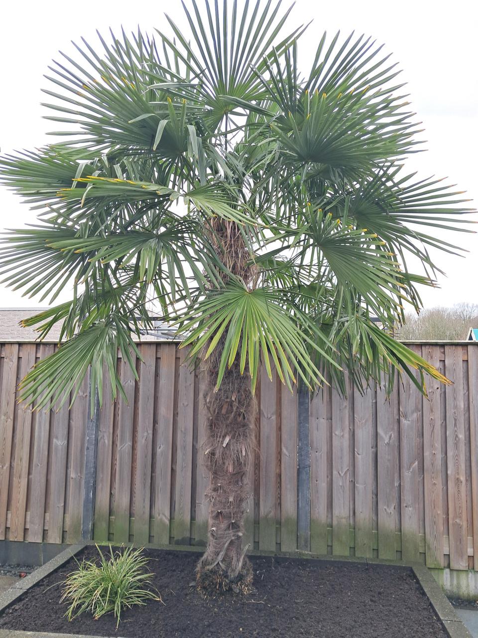 Zaailingen van palmboom