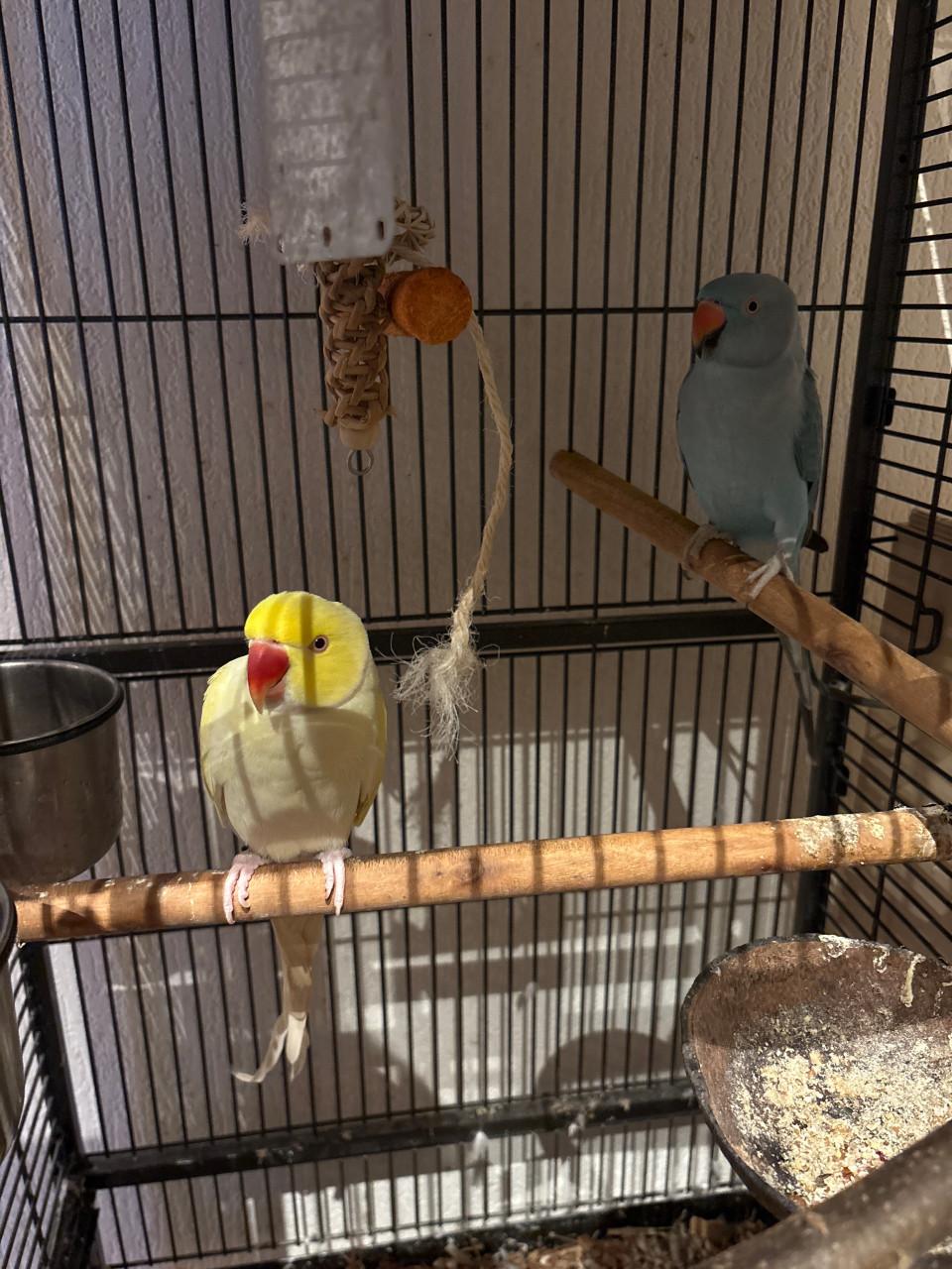 Koppel halsbad parkieten