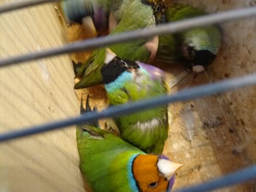 Te koop nog drie koppeltjes Goldsamadines overjarige