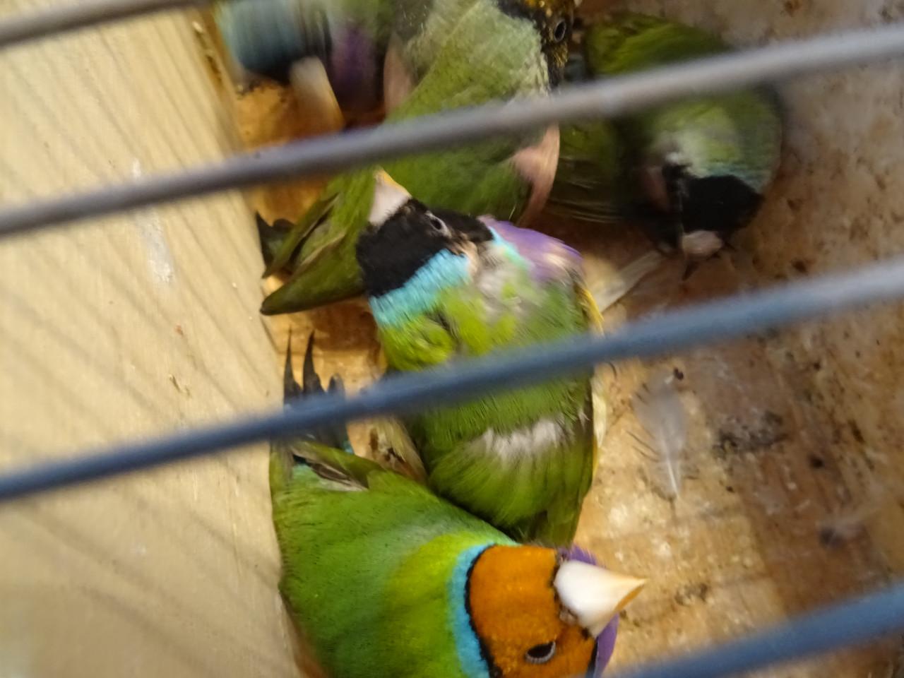 Te koop nog drie koppeltjes Goldsamadines overjarige