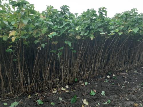 Bessenstruiken te koop