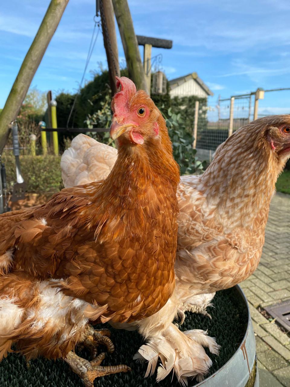 Tamme kippen Maja en May zoeken een nieuw thuis!