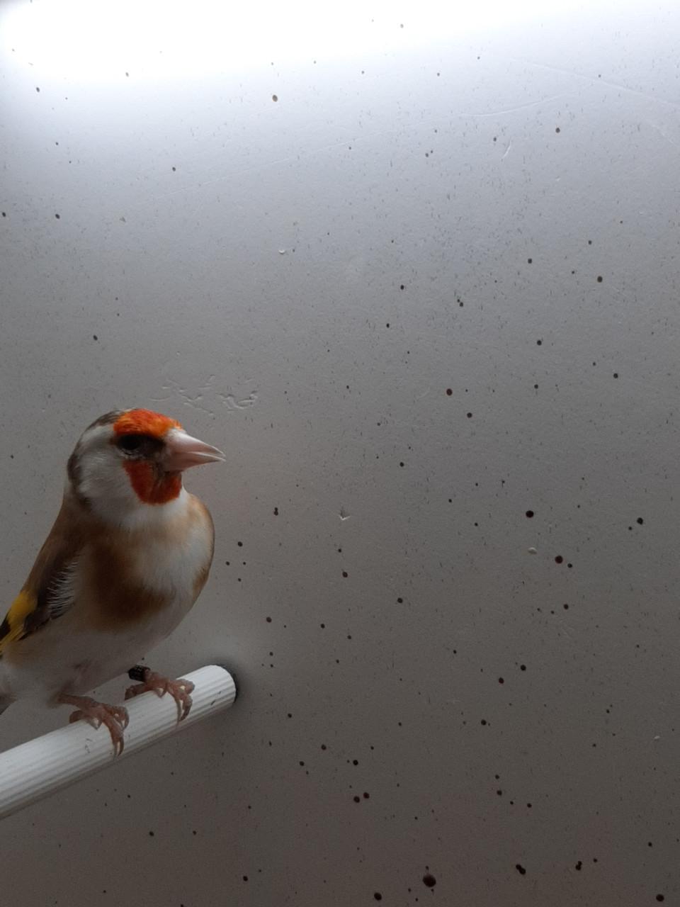 2 koppels putters en losse pop