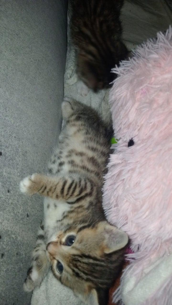 2 bengaal kittens